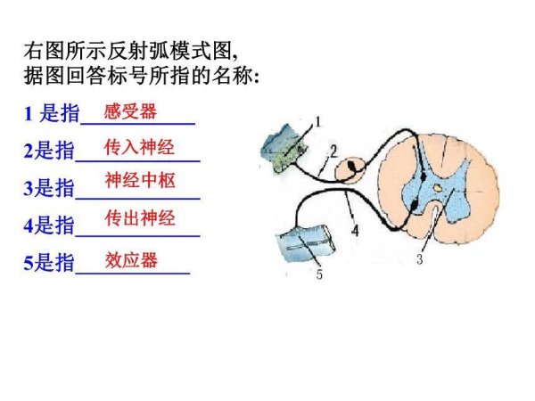 东信证券 揭秘反射弧，读懂身体的即时反应