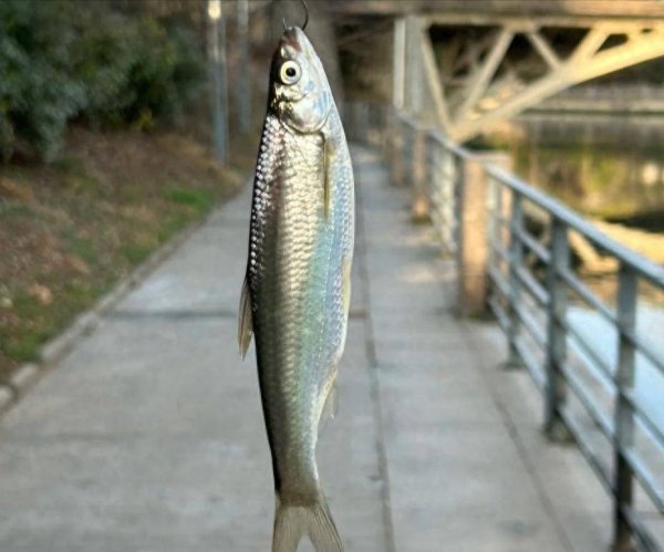 天宇优配  嫌白条鱼小刺多？试试“酥骨大法”，连吃十条不卡喉